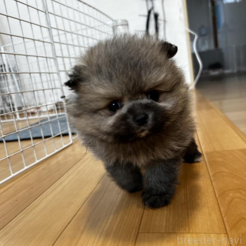 販売中の香川県のポメラニアン-456101の13枚目