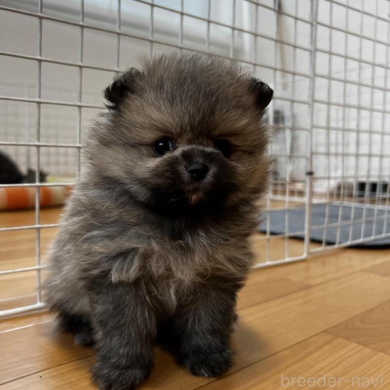 販売中の香川県のポメラニアン-456101の11枚目