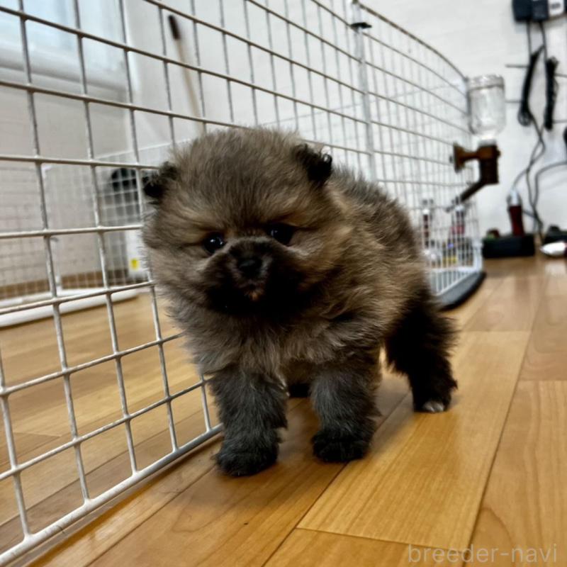 販売中の香川県のポメラニアン-456101の10枚目
