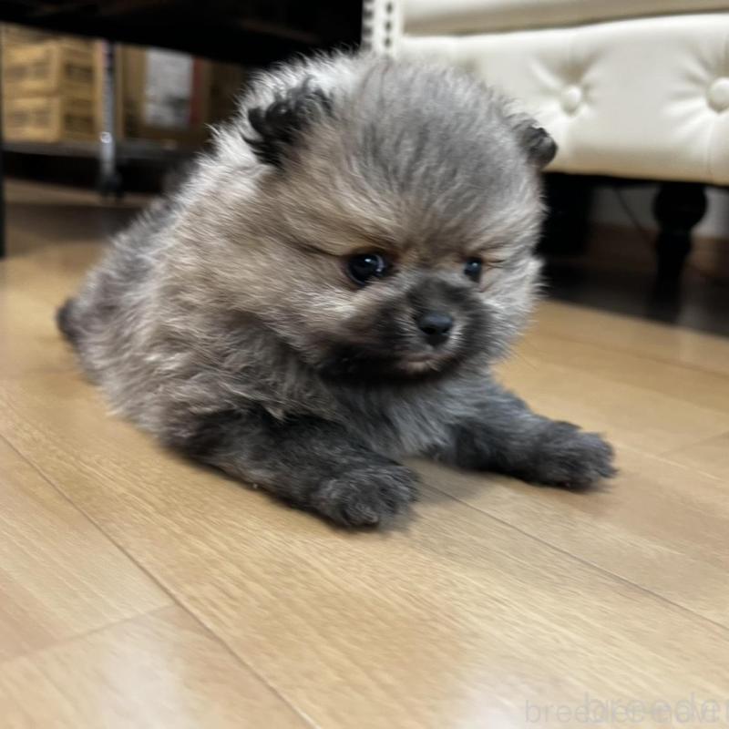 販売中の香川県のポメラニアン-456101の9枚目