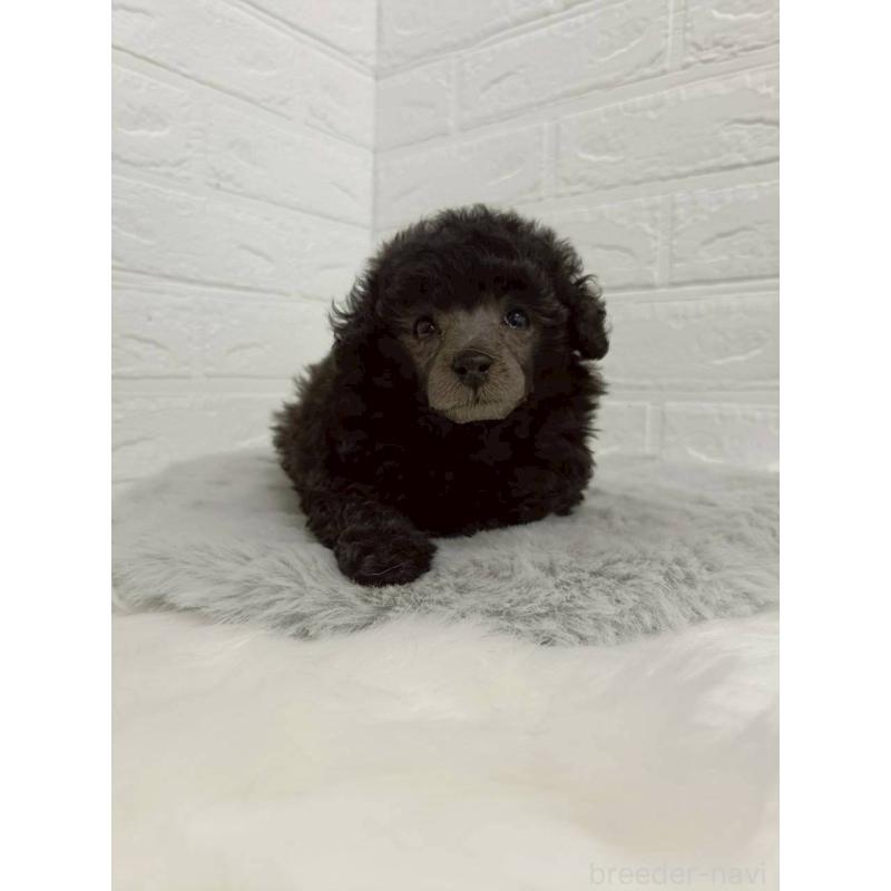 販売中の岡山県のタイニープードル-456102の11枚目