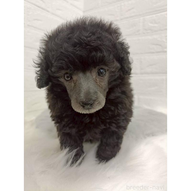 販売中の岡山県のタイニープードル-456102の9枚目