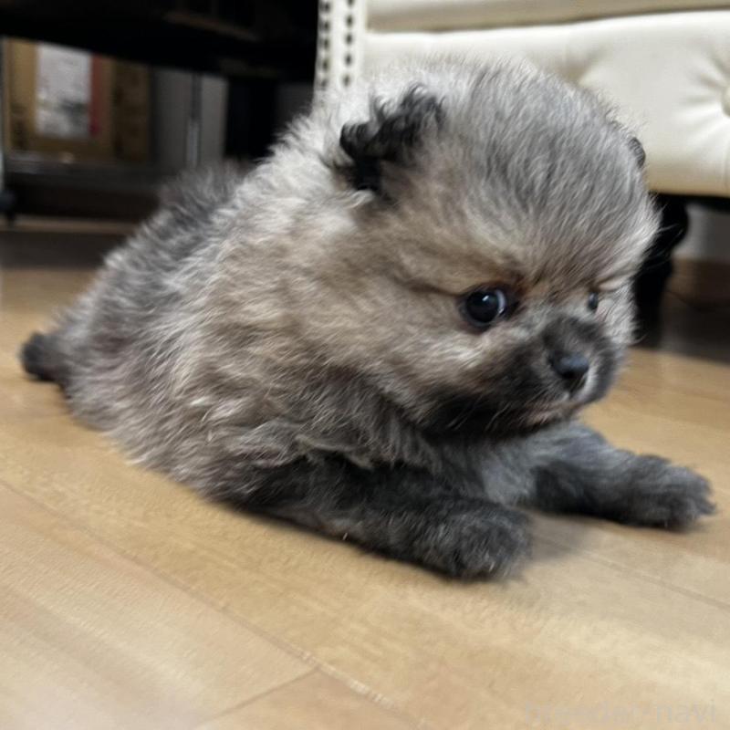 販売中の香川県のポメラニアン-456101の8枚目