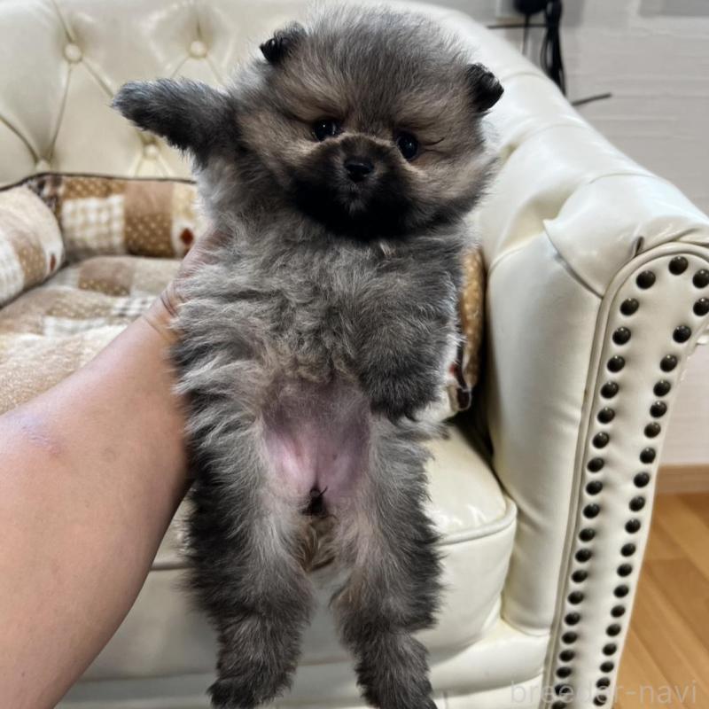 販売中の香川県のポメラニアン-456101の7枚目