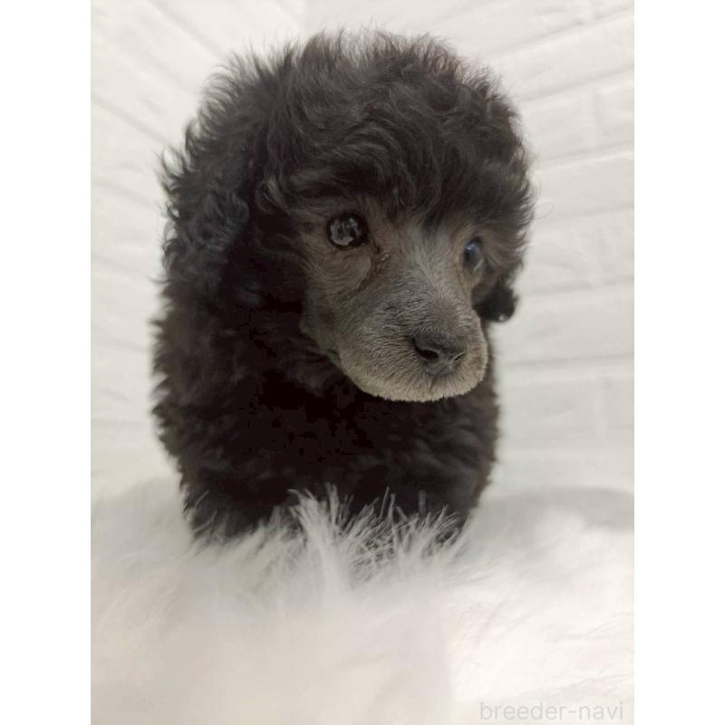 販売中の岡山県のタイニープードル-456102の8枚目