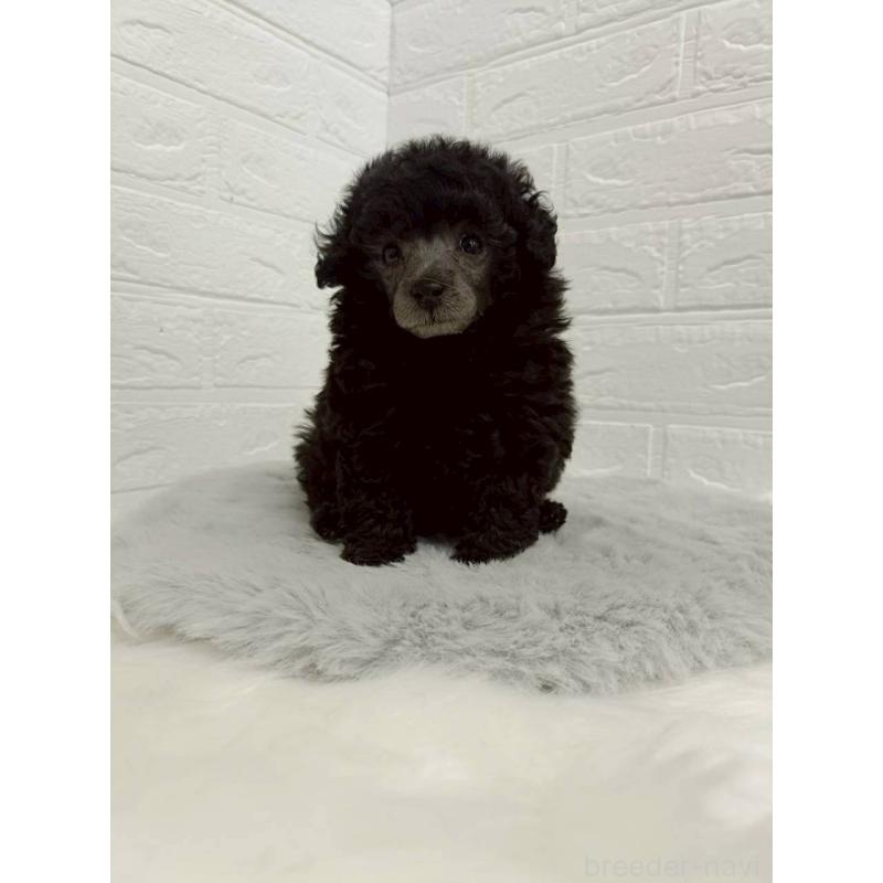 販売中の岡山県のタイニープードル-456102の7枚目