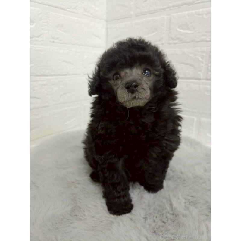 販売中の岡山県のタイニープードル-456102の6枚目