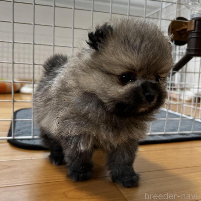 販売中の香川県のポメラニアン-456101の6枚目