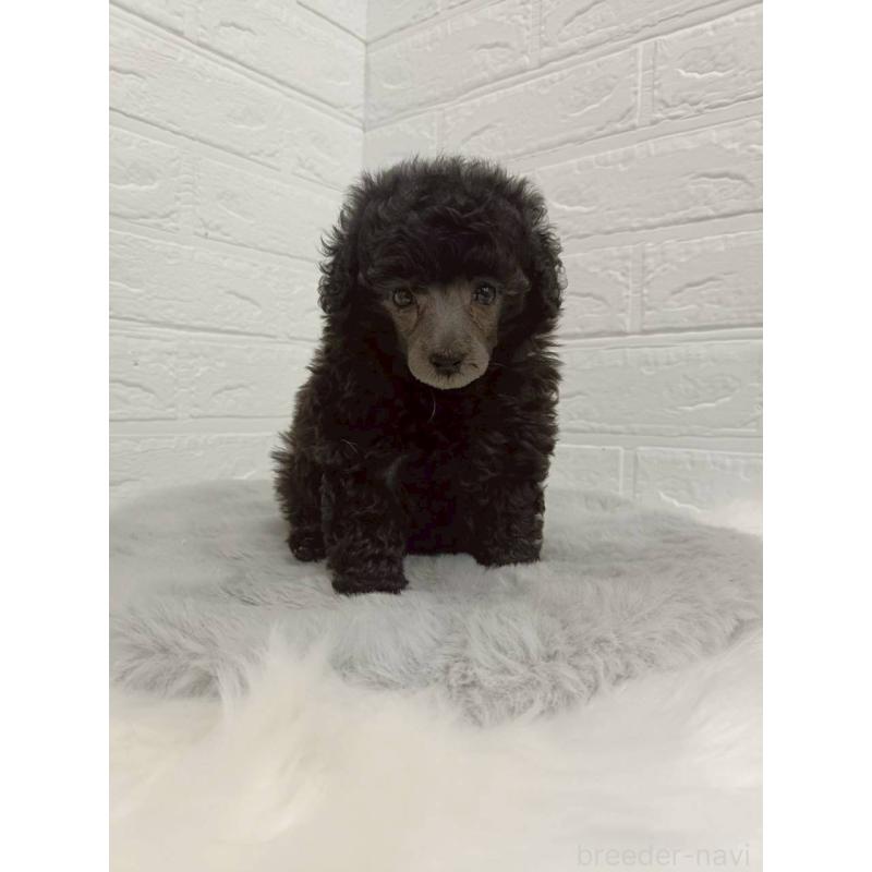 販売中の岡山県のタイニープードル-456102の5枚目