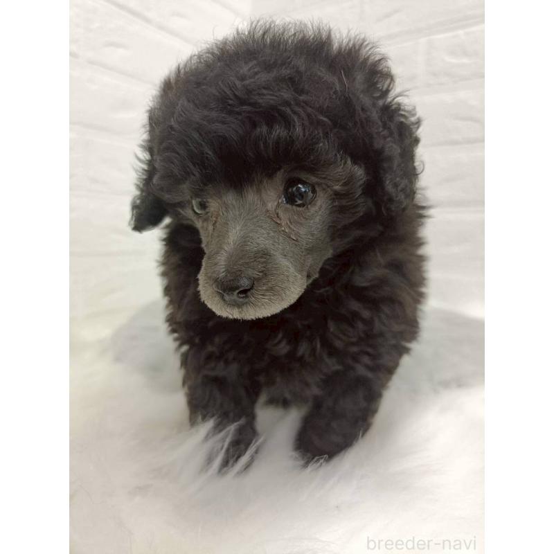 販売中の岡山県のタイニープードル-456102の4枚目