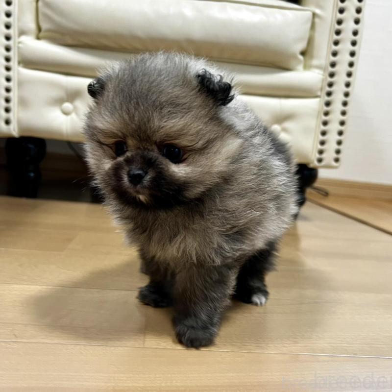 販売中の香川県のポメラニアン-456101の5枚目