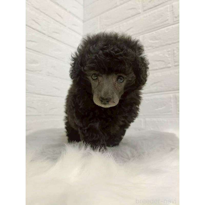 販売中の岡山県のタイニープードル-456102の3枚目