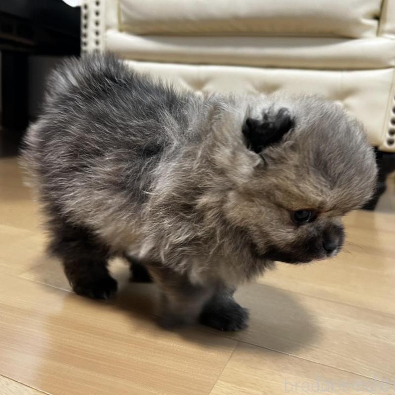 販売中の香川県のポメラニアン-456101の4枚目