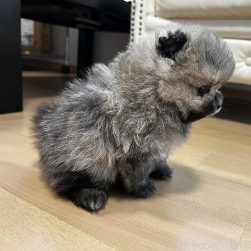 販売中の香川県のポメラニアン-456101の3枚目