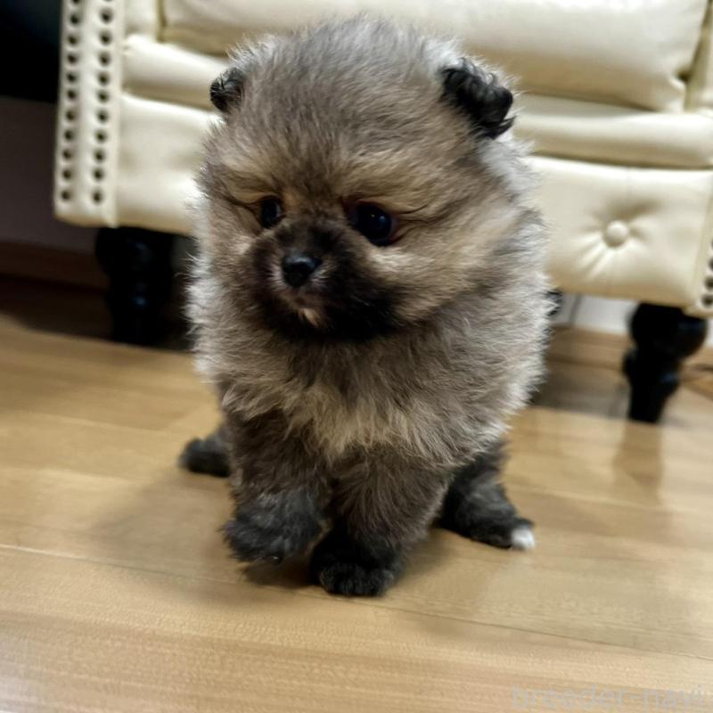 販売中の香川県のポメラニアン-456101の2枚目