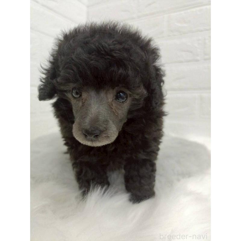 販売中の岡山県のタイニープードル-456102の2枚目