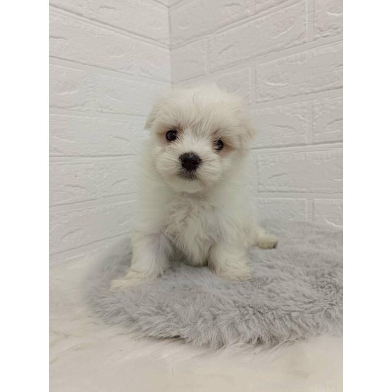 販売中の岡山県のマルチーズ-456104の12枚目