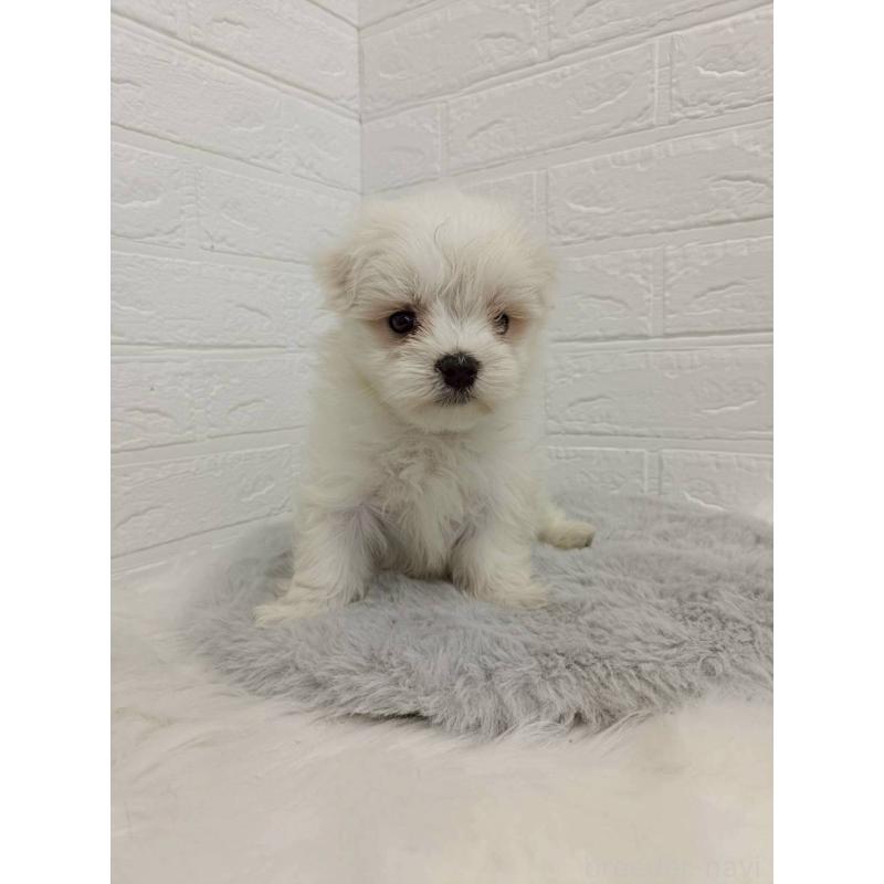 販売中の岡山県のマルチーズ-456104の11枚目