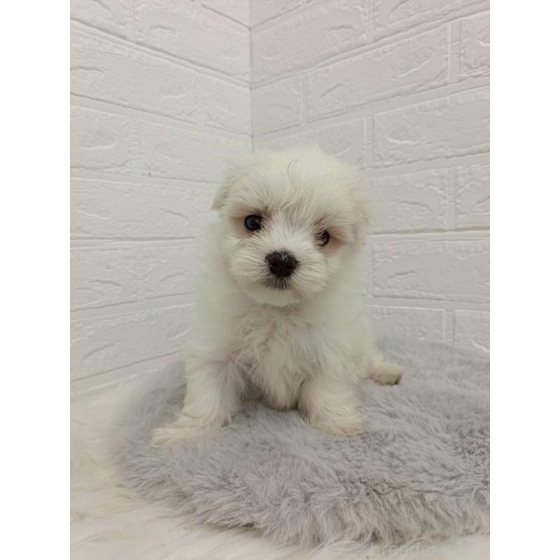 販売中の岡山県のマルチーズ-456104の10枚目