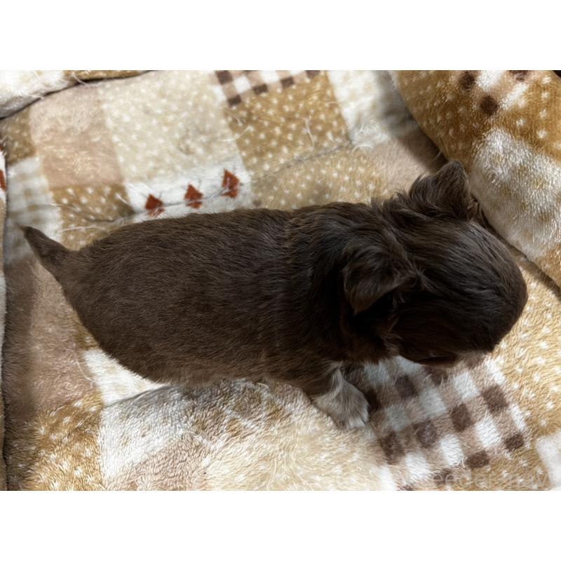 販売中の香川県のチワワ(ロングコート)-456105の17枚目