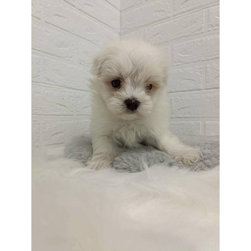 販売中の岡山県のマルチーズ-456104の9枚目