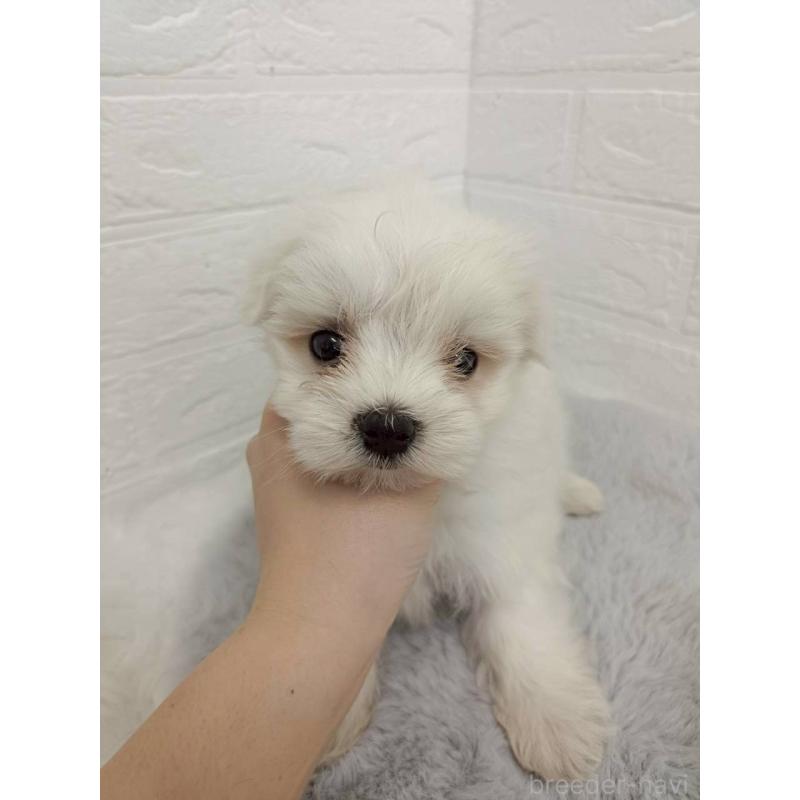 販売中の岡山県のマルチーズ-456104の8枚目