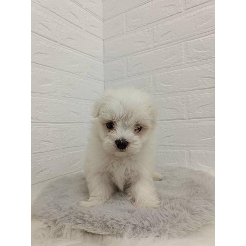 販売中の岡山県のマルチーズ-456104の7枚目