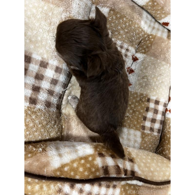 販売中の香川県のチワワ(ロングコート)-456105の16枚目