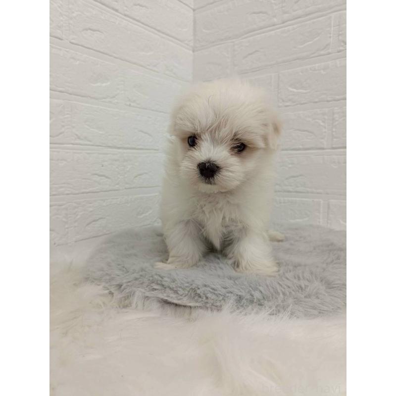 販売中の岡山県のマルチーズ-456104の6枚目