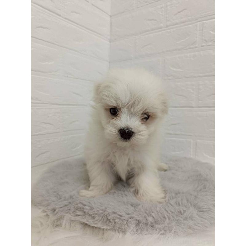 販売中の岡山県のマルチーズ-456104の5枚目