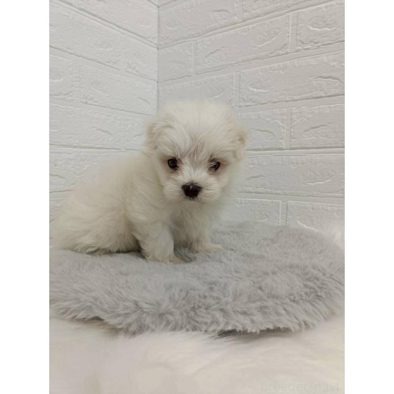 販売中の岡山県のマルチーズ-456104の4枚目