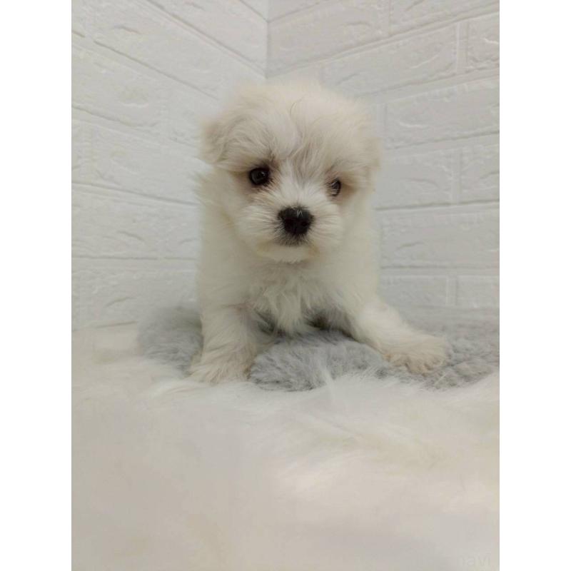 販売中の岡山県のマルチーズ-456104の3枚目