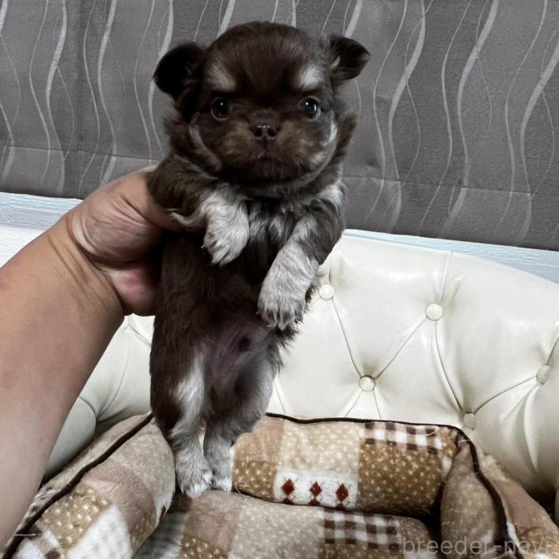 販売中の香川県のチワワ(ロングコート)-456105の15枚目