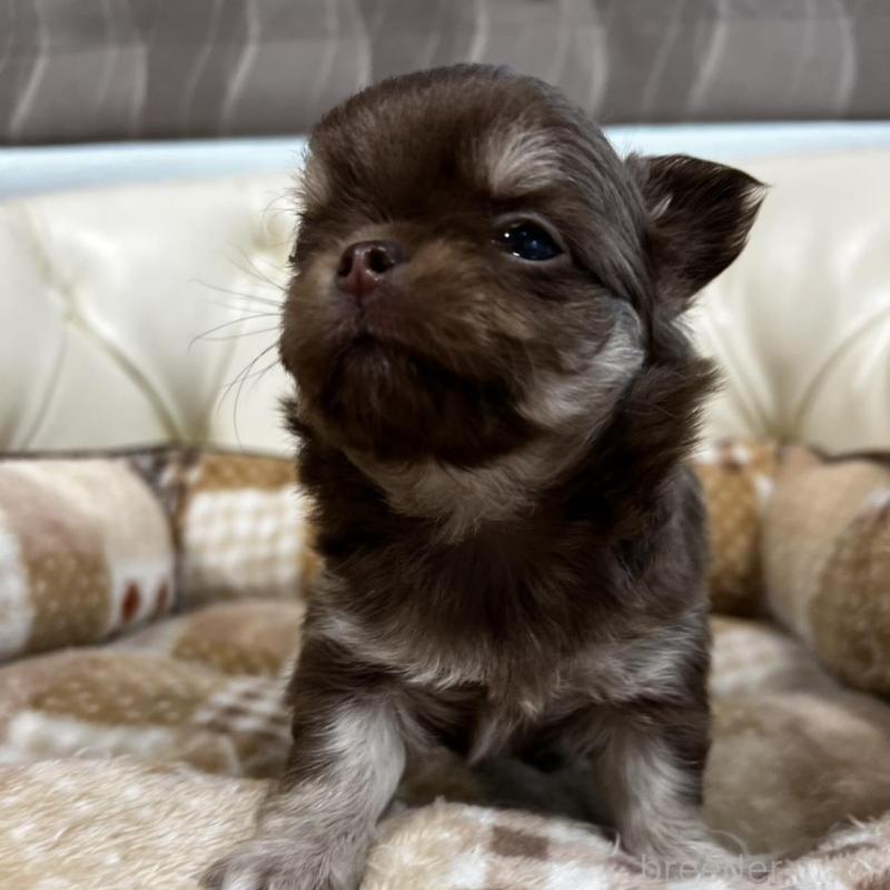 販売中の香川県のチワワ(ロングコート)-456105の14枚目