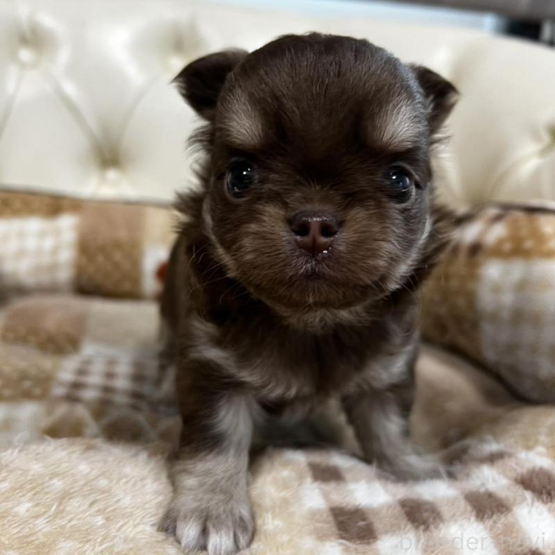 販売中の香川県のチワワ(ロングコート)-456105の13枚目