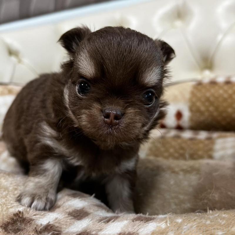 販売中の香川県のチワワ(ロングコート)-456105の11枚目