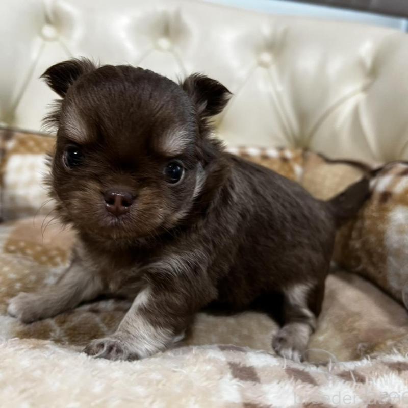 販売中の香川県のチワワ(ロングコート)-456105の10枚目