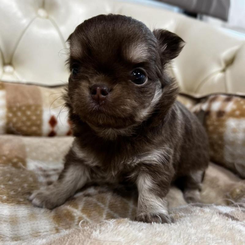 販売中の香川県のチワワ(ロングコート)-456105の9枚目