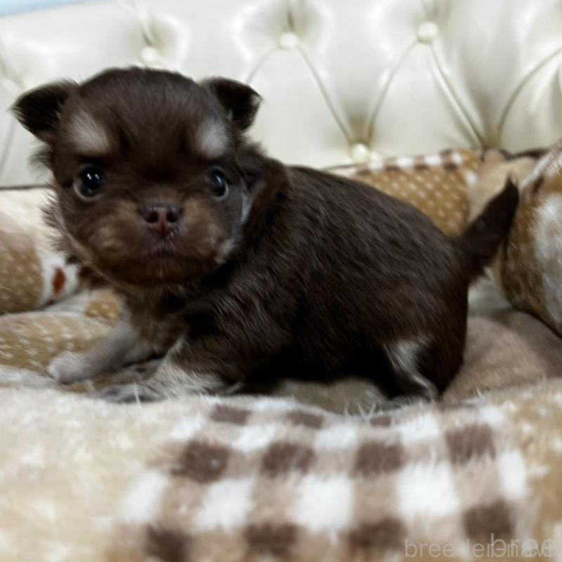 販売中の香川県のチワワ(ロングコート)-456105の8枚目