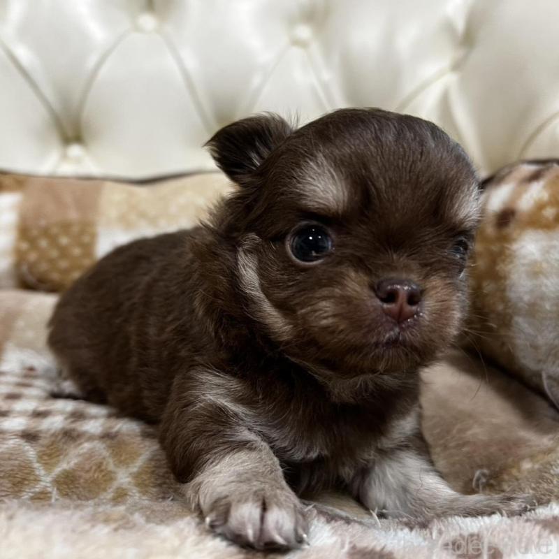 販売中の香川県のチワワ(ロングコート)-456105の7枚目