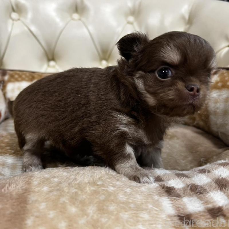 販売中の香川県のチワワ(ロングコート)-456105の6枚目