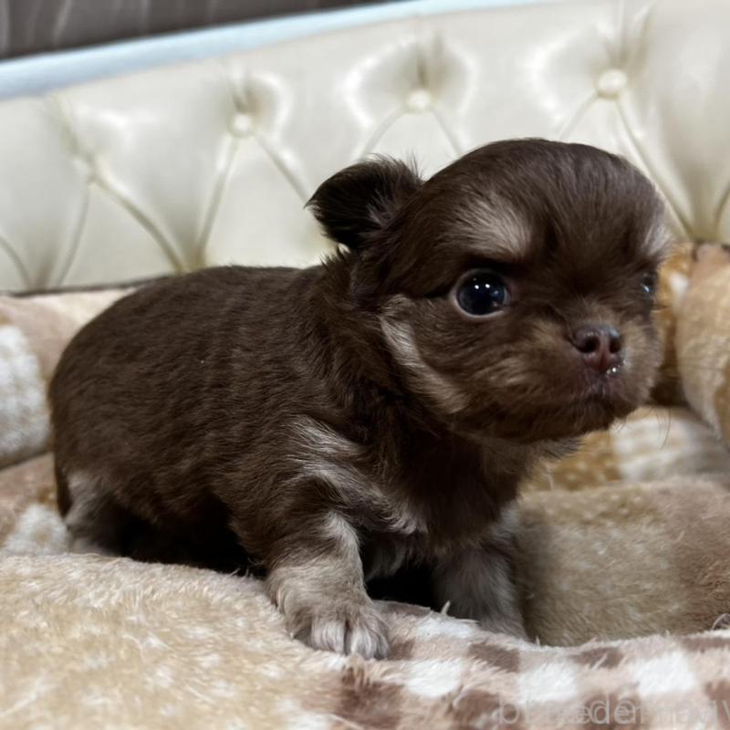 販売中の香川県のチワワ(ロングコート)-456105の5枚目