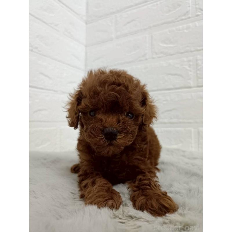 販売中の岡山県のタイニープードル-456106の10枚目