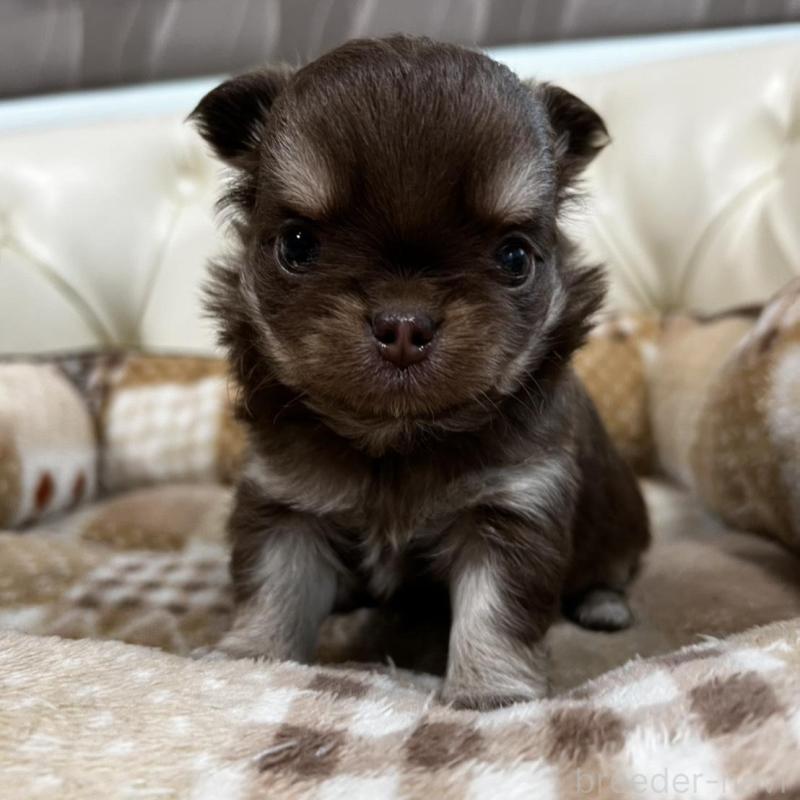 販売中の香川県のチワワ(ロングコート)-456105の4枚目