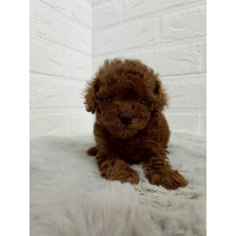 販売中の岡山県のタイニープードル-456106の7枚目