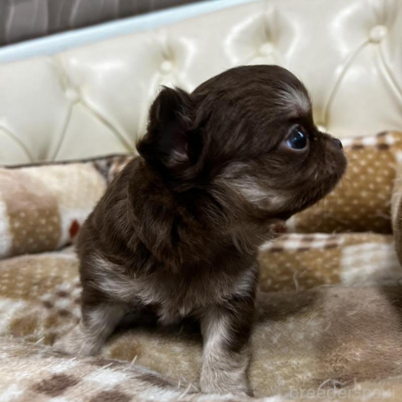 販売中の香川県のチワワ(ロングコート)-456105の3枚目