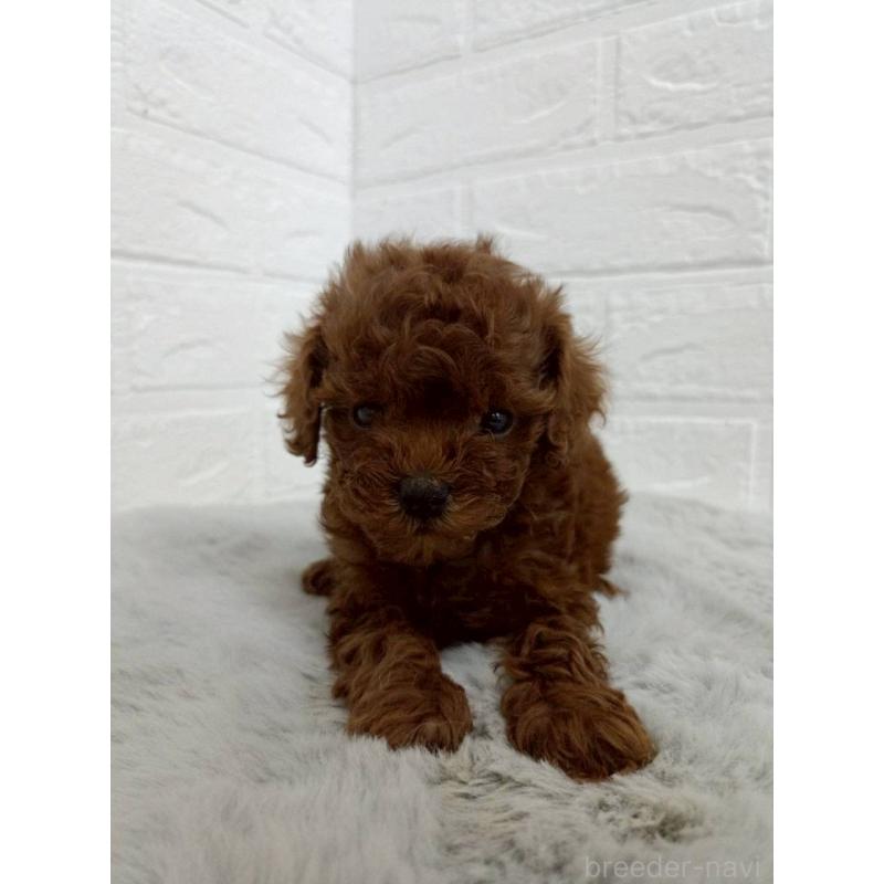 販売中の岡山県のタイニープードル-456106の6枚目