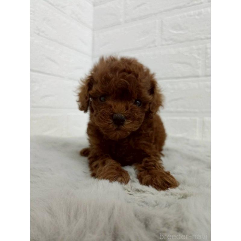 販売中の岡山県のタイニープードル-456106の5枚目