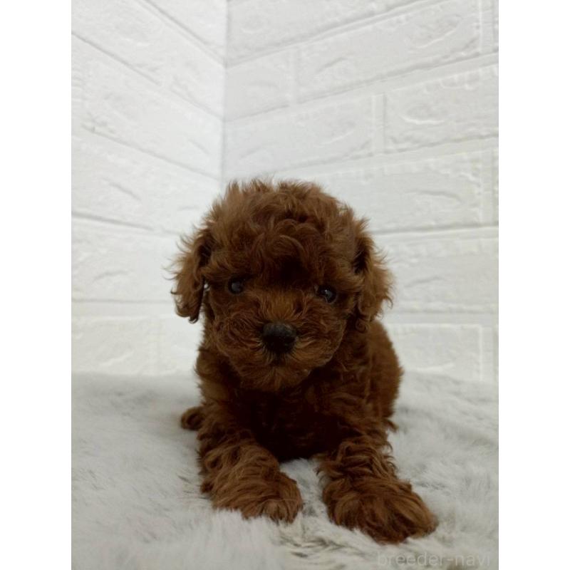 販売中の岡山県のタイニープードル-456106の4枚目