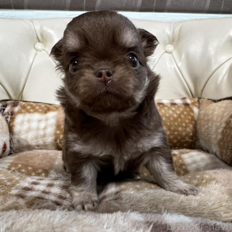 販売中の香川県のチワワ(ロングコート)-456105の2枚目